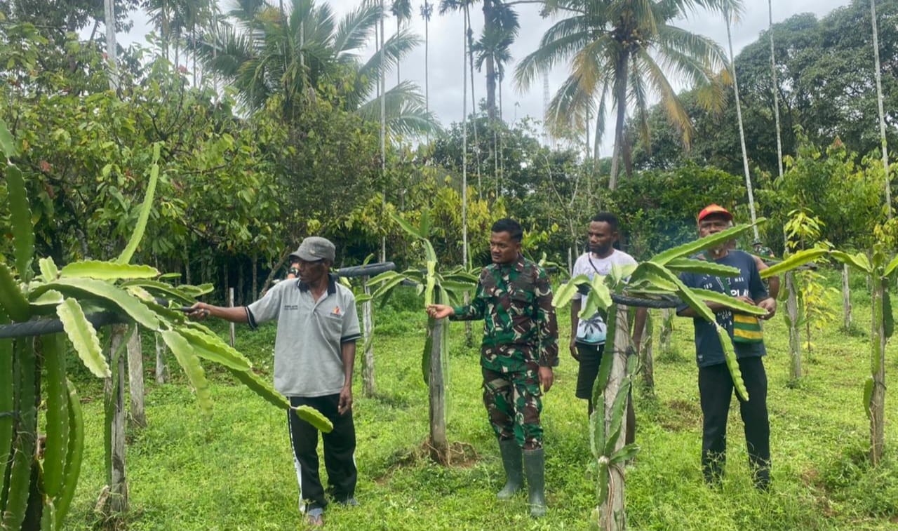 Satgas Yonif 143/TWEJ Pos Yuruf mendatangi kebun buah naga untuk memberikan pemahaman bagi warga yang mengalami kendala dalam berkebun