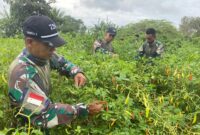 Satgas Pamtas Yonif 726/Tml dengan cekatan memanfaatkan lahan kosong di sekitar pos dengan menanam cabai untuk membantu kebutuhan pangan