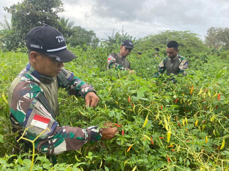 Satgas Pamtas Yonif 726/Tml dengan cekatan memanfaatkan lahan kosong di sekitar pos dengan menanam cabai untuk membantu kebutuhan pangan