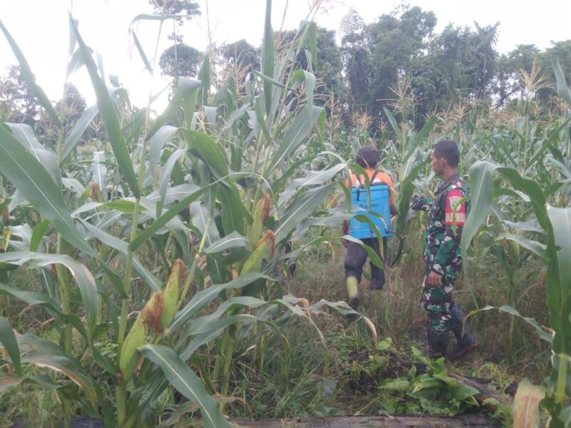 Sertu Arsolo Hasibuan Babinsa Koramil 03/Kuala Kencana Kodim 1710/Mimika dalam menjalin keakraban dan melaksanakan Komsos dengan warga binaan