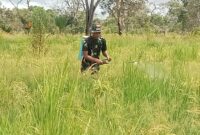 Satgas Pamtas Yonif 726/Tml mengolah lahan kosong di sekitar Pos untuk tanaman padi