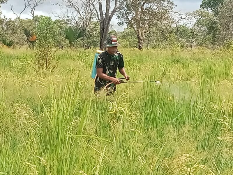 Satgas Pamtas Yonif 726/Tml mengolah lahan kosong di sekitar Pos untuk tanaman padi
