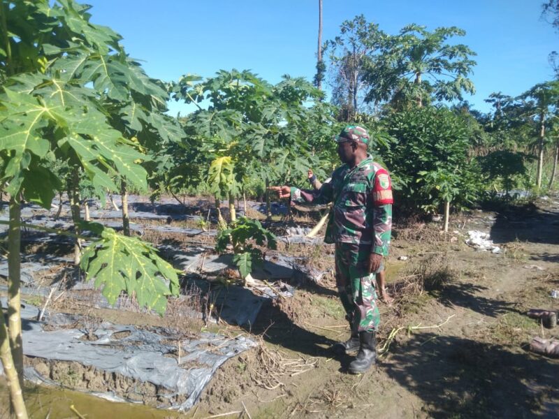 Babinsa Koramil 03/Kuala Kencana Kodim 1710/Mimika Koptu Alfaris Kumiyu melaksanakan kegiatan Komunikasi Sosial (Komsos)