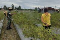 Serka Philipus Paringgi melaksanakan kegiatan pendampingan pertanian dan membantu petani merawat dan membersihkan tanaman cabai
