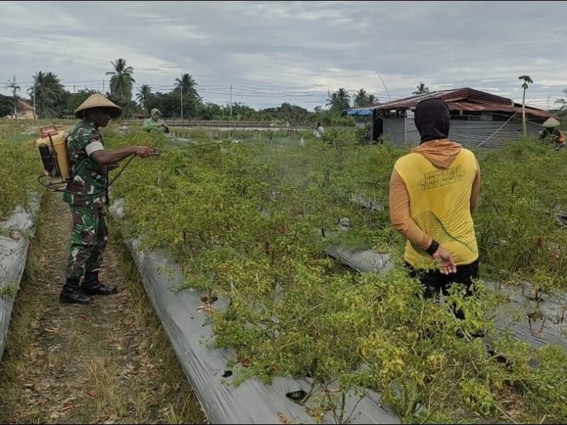 Serka Philipus Paringgi melaksanakan kegiatan pendampingan pertanian dan membantu petani merawat dan membersihkan tanaman cabai