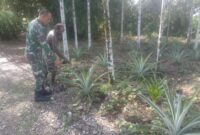 Babinsa Koramil 1710-03/Kuala Kencana, Kodim 1710/Mimika Serka Juventino melaksanakan kegiatan Komsos dan pendampingan kepada petani