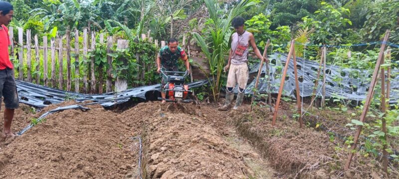 Babinsa Koramil 1710-07/Mapurujaya melaksanakan kegiatan ketahanan pangan dengan mendampingi sekaligus membantu petani