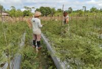 Koptu Alfaris Kumiyu (Babinsa Koramil 1710-03/Kuala Kencana) melaksanakan Komsos bersama bapak Edy Siswanto