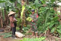 Babinsa Koramil 1710-03/Kuala Kencana, Koptu Frengki melaksanakan Komsos dengan Ibu Marta yang merupakan salah satu petani