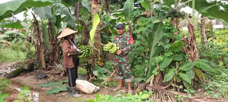 Babinsa Koramil 1710-03/Kuala Kencana, Koptu Frengki melaksanakan Komsos dengan Ibu Marta yang merupakan salah satu petani