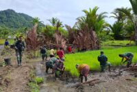 Babinsa (Bintara Pembina Desa) dari Koramil 1715-05/Batom Kodim 1715/Yahukimo turut serta membantu masyarakat dalam proses menanam padi