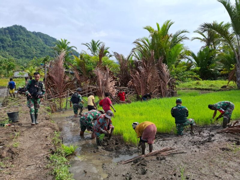 Babinsa (Bintara Pembina Desa) dari Koramil 1715-05/Batom Kodim 1715/Yahukimo turut serta membantu masyarakat dalam proses menanam padi