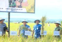 Panen Raya Padi Optimalisasi Lahan Rawa di Desa Mallongilongi, Kecamatan Lanrisang, Kabupaten Pinrang, Provinsi Sulawesi Selatan