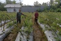 Babinsa Koramil 1710-03/Kuala Kencana Kopda Arif Teguh dengan rutin melaksanakan Komsos bersama petani binaan sembari memberi motivasi