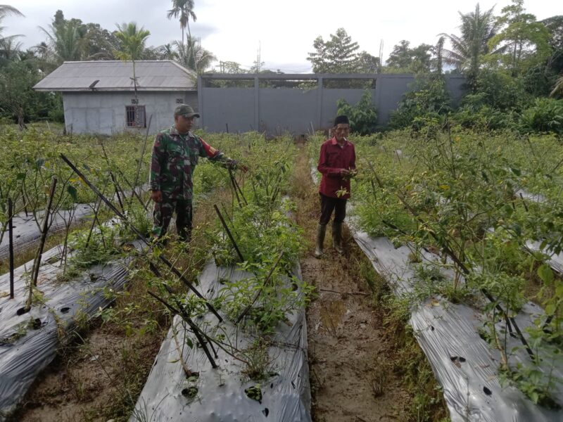 Babinsa Koramil 1710-03/Kuala Kencana Kopda Arif Teguh dengan rutin melaksanakan Komsos bersama petani binaan sembari memberi motivasi