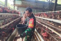 Babinsa Koramil 1710-02/Timika Serda La Zulhijah memberi motivasi dan dukungan kepada peternak ayam bertelur