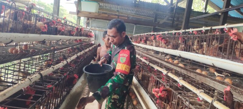 Babinsa Koramil 1710-02/Timika Serda La Zulhijah memberi motivasi dan dukungan kepada peternak ayam bertelur