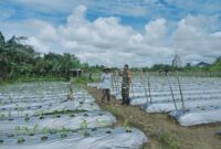 Babinsa Koramil 1710-02/Timika Sertu Rusdin Wali secara rutin melaksanakan Komsos bersama petani binaan sembari memberi motivasi