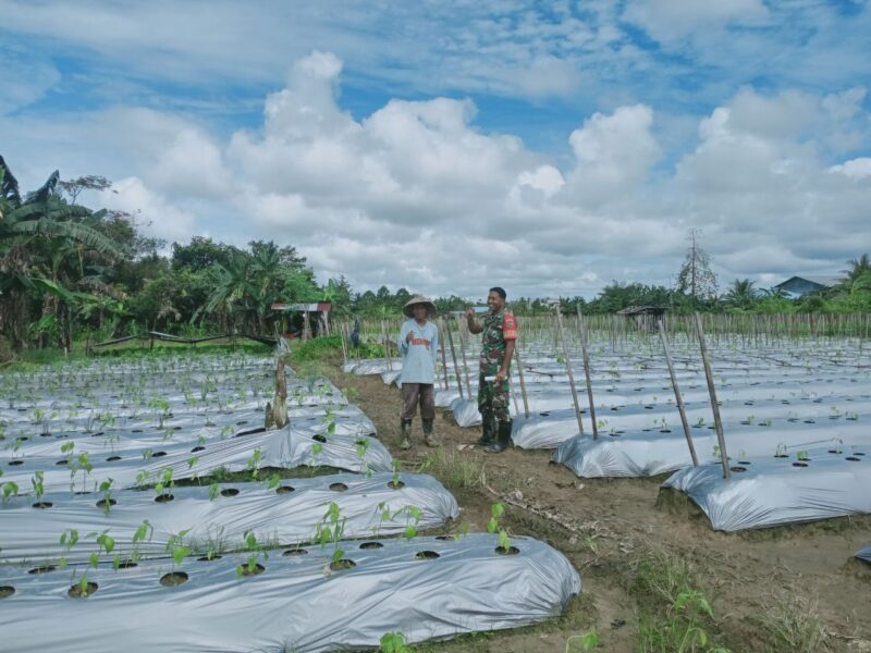 Babinsa Koramil 1710-02/Timika Sertu Rusdin Wali secara rutin melaksanakan Komsos bersama petani binaan sembari memberi motivasi