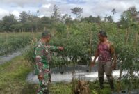 Babinsa Koramil 1710-03/Kuala Kencana, Kopda Arif Teguh yang melaksanakan Komsos dengan petani cabai di wilayah binaannya