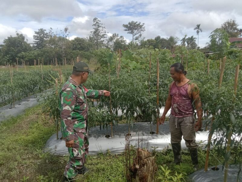 Babinsa Koramil 1710-03/Kuala Kencana, Kopda Arif Teguh yang melaksanakan Komsos dengan petani cabai di wilayah binaannya