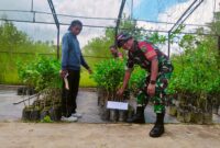 Babinsa Koramil 1710-02/Timika dipimpin Serka Joko Lelono bersama Dinas Pertanian Mimika sedang melaksanakan penyiapan tanaman untuk program penghijauan