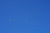 Pasukan penerjun melaksanakan terjun bebas militer atau military free fall sebagai bagian dari latihan gabungan bersama Super Garuda Shield 2024