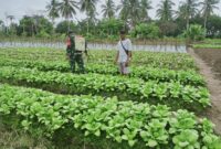 Babinsa Koramil 02/Timika, Sertu Tumpak Marpaung melaksanakan kegiatan pendampingan ketahanan pangan, bersama masyarakat binaan