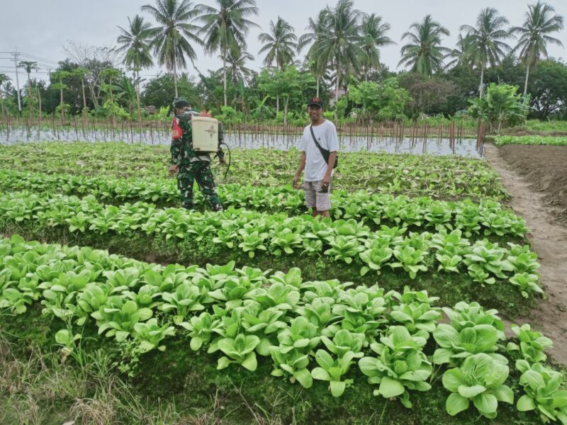 Babinsa Koramil 02/Timika, Sertu Tumpak Marpaung melaksanakan kegiatan pendampingan ketahanan pangan, bersama masyarakat binaan
