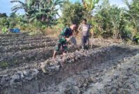 Sertu Tangkas Budiono Babinsa Koramil 1710-07/Mapurujaya, membantu salah satu petani dalam penggarapan lahan yang dipersiapkan untuk penanaman