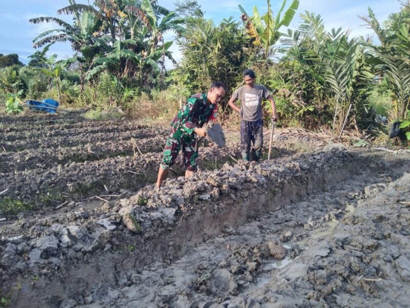 Sertu Tangkas Budiono Babinsa Koramil 1710-07/Mapurujaya, membantu salah satu petani dalam penggarapan lahan yang dipersiapkan untuk penanaman