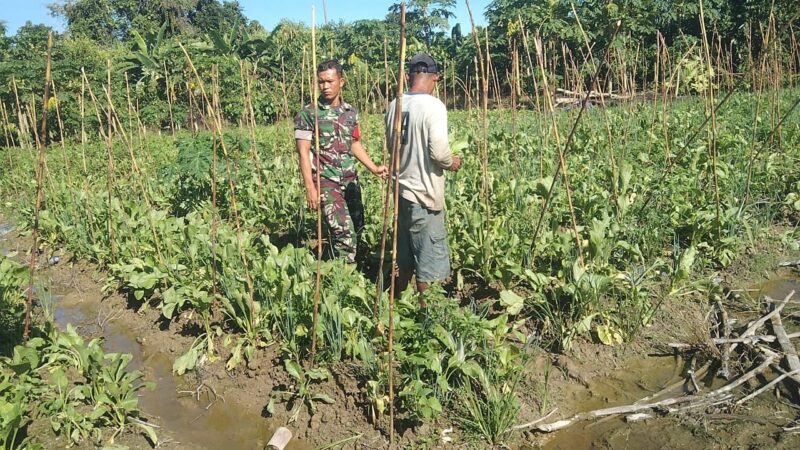 Babinsa Koramil 1710-03/Kuala Kencana Sertu Arsolo Hasibuan melaksanakan Komunikasi Sosial (Komsos) sekaligus memberi motivasi kepada petani