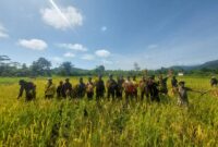 Babinsa dari Koramil 1715-05/Batom Kodim 1715/Yahukimo melakukan kegiatan pendampingan kepada petani di Desa Okiako