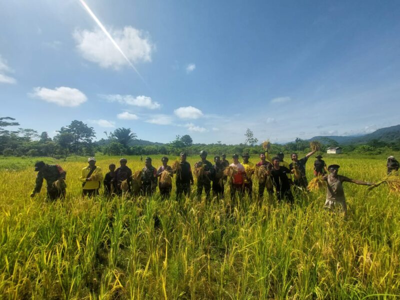 Babinsa dari Koramil 1715-05/Batom Kodim 1715/Yahukimo melakukan kegiatan pendampingan kepada petani di Desa Okiako