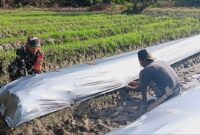 Babinsa Koramil 07/Mapurujaya Sertu Tangkas Budiono membantu petani memasang plastik mulsa untuk tanaman Tomat