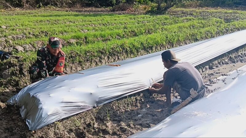 Babinsa Koramil 07/Mapurujaya Sertu Tangkas Budiono membantu petani memasang plastik mulsa untuk tanaman Tomat