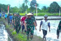 Kodam XVIII/Kasuari melaksanakan tanam padi perdana sebagai bagian dari Program Ketahanan Pangan di Kampung Bowi Subur