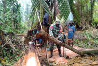 Babinsa Koramil 03/Kuala Kencana Kodim 1710/Mimika Kopka Alfaris Kumiyu, membantu warga binaan dalam melakukan pengolahan sagu