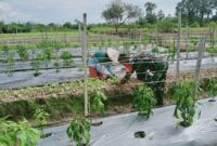 Babinsa Koramil 1710-02/Timika, Sertu Rusdin Wali melaksanakan Komunikasi Sosial (Komsos) dengan warga yang beralamat di Kelurahan Mawokau Jaya