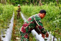 Sertu Tangkas Budiono Babinsa Koramil 07/Mapurujaya Kodim 1710/Mimika melakukan pendampingan kepada petani tomat
