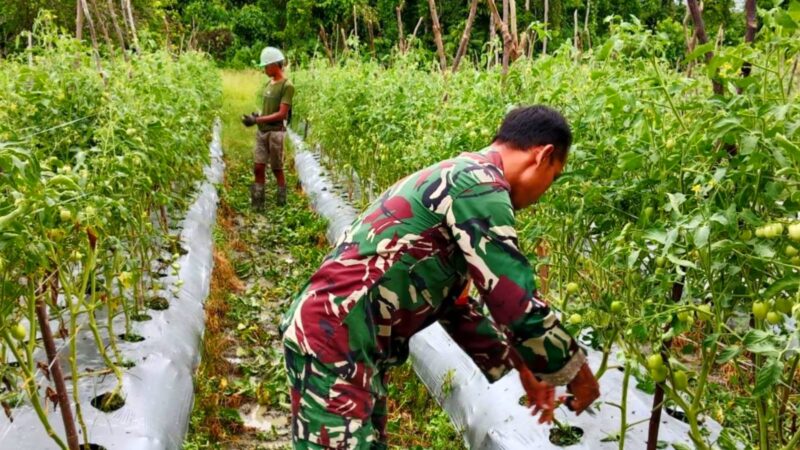 Sertu Tangkas Budiono Babinsa Koramil 07/Mapurujaya Kodim 1710/Mimika melakukan pendampingan kepada petani tomat