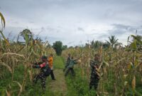 Babinsa Koramil 1710-02/Timika terus melaksanakan pendampingan kepada para petani di wilayah binaan