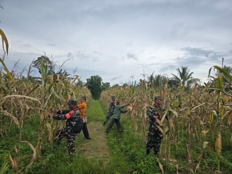 Babinsa Koramil 1710-02/Timika terus melaksanakan pendampingan kepada para petani di wilayah binaan