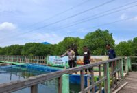 Kegiatan pendampingan pemberian makanan dan penebaran obat ikan di kolam ikan hutan mangrove Pelabuhan Muara Angke
