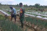 Babinsa di Kampung Kaugapu, Distrik Mimika Timur, Kab. Mimika membantu petani merawat kebun sayuran daun bawang