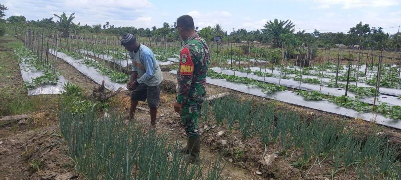Babinsa di Kampung Kaugapu, Distrik Mimika Timur, Kab. Mimika membantu petani merawat kebun sayuran daun bawang