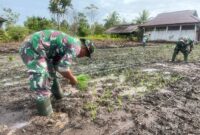 Babinsa Kampung Limau Asri Barat, Koramil 1710-03/Kuala Kencana Kopda Redin bersama beberapa Babinsa melaksanakan kegiatan tanam padi
