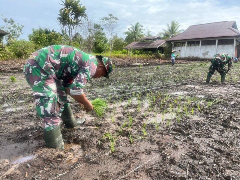Babinsa Kampung Limau Asri Barat, Koramil 1710-03/Kuala Kencana Kopda Redin bersama beberapa Babinsa melaksanakan kegiatan tanam padi