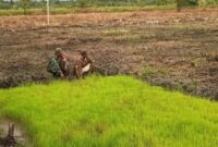 Babinsa Koramil 1710-03/Kuala Kencana Koptu Drengky Otniel Siubelan melaksanakan Komunikasi Sosial (Komsos) dengan petani binaan