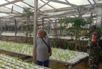 Babinsa Koramil 1710-03/Kuala Kencana dipimpin Serka Noben Wenda melaksanakan Komsos dengan petani hidroponik